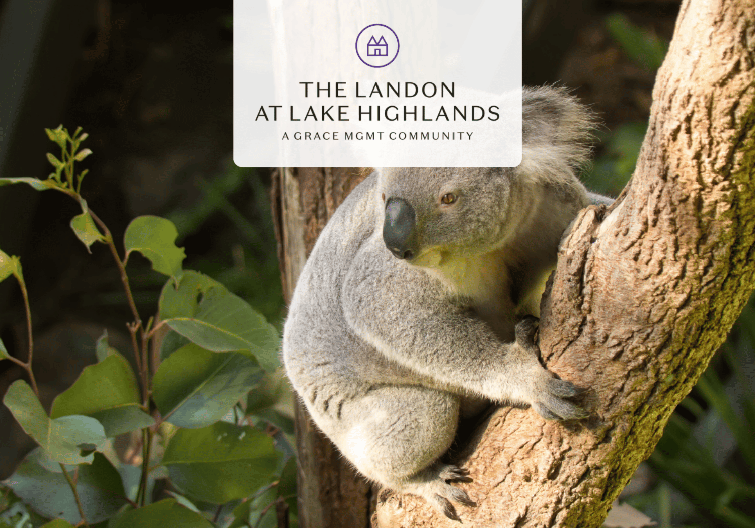 Koala clinging to a tree trunk with green leaves nearby, overlaid with branding text for The Landon at Lake Highlands community.